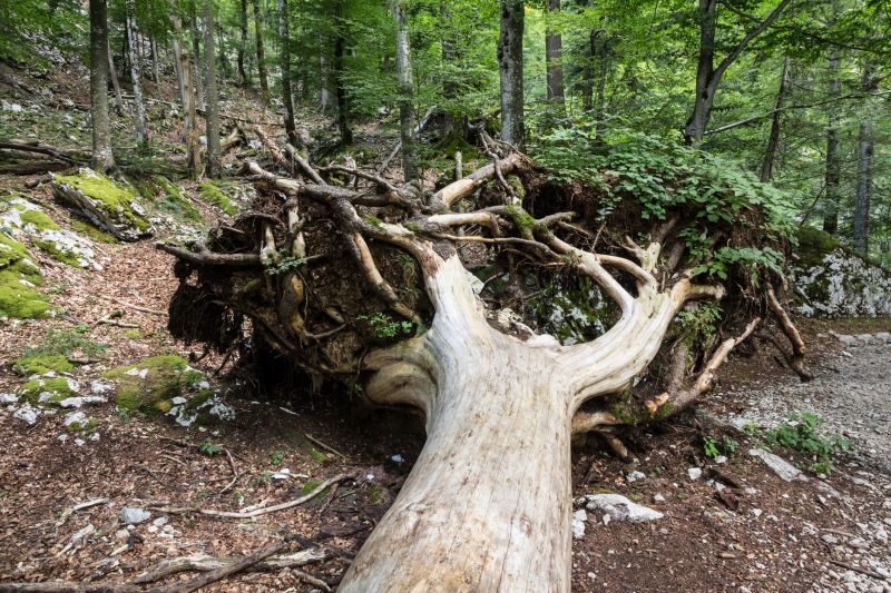 Root Removal