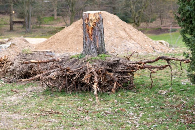 Root Removal