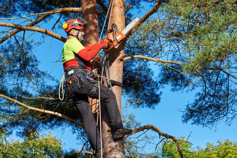 Safety in Tree Removal