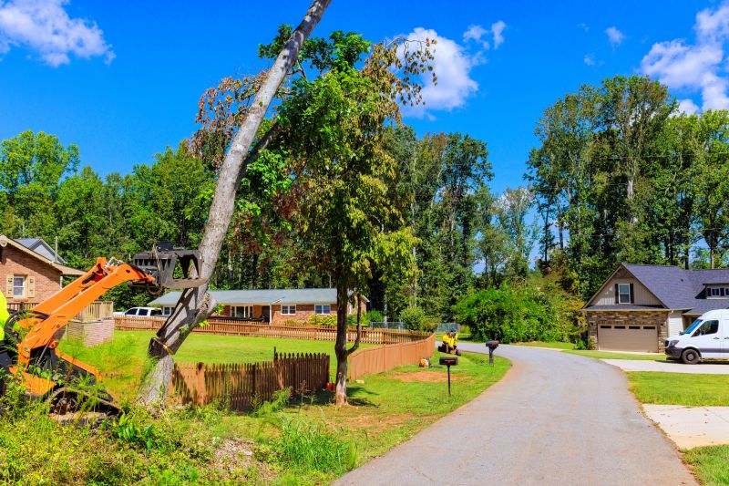 Contact About Root Removal